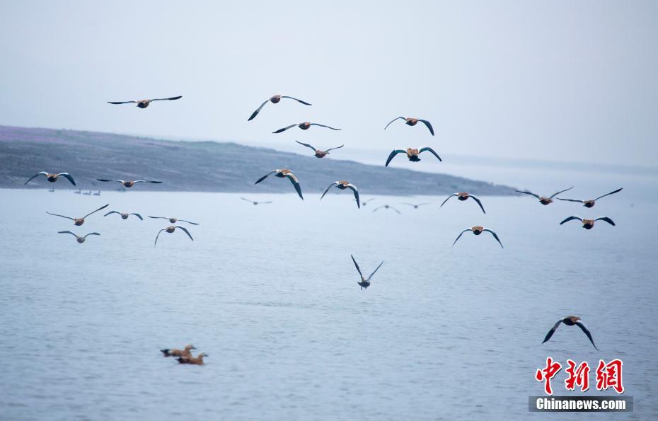 大批珍禽候鸟飞抵鄱阳湖越冬