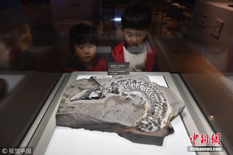 安徽首次集中展示“巢湖龙动物群”