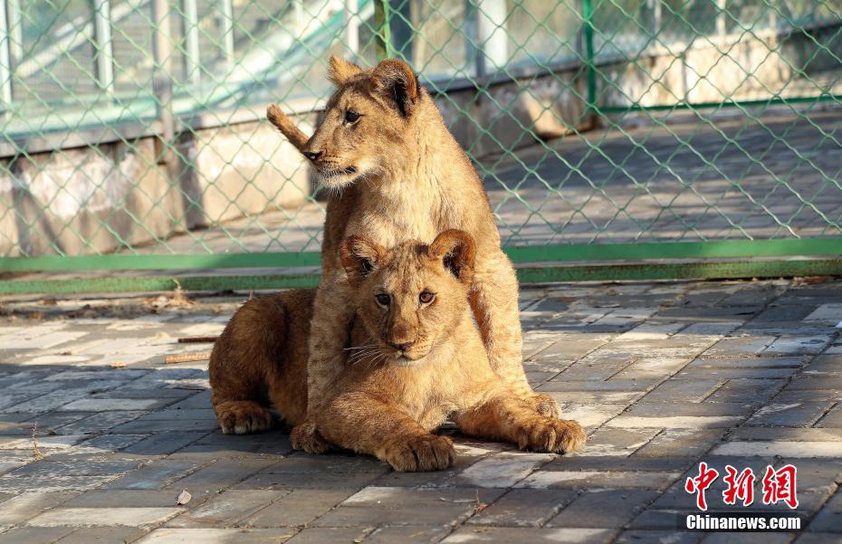 青藏高原繁育成活三只非洲狮