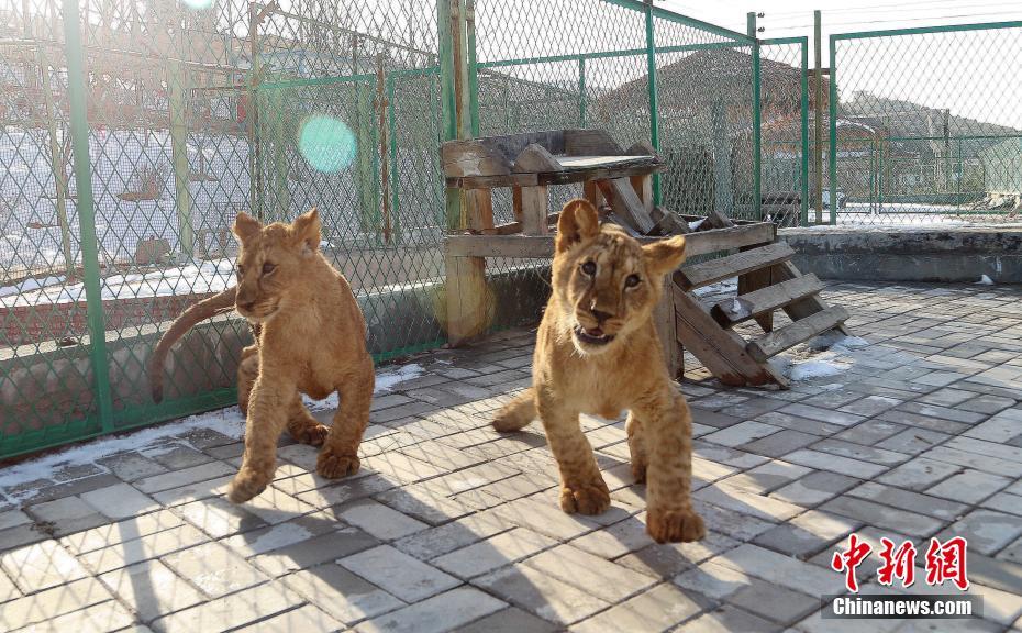 青藏高原繁育成活三只非洲狮