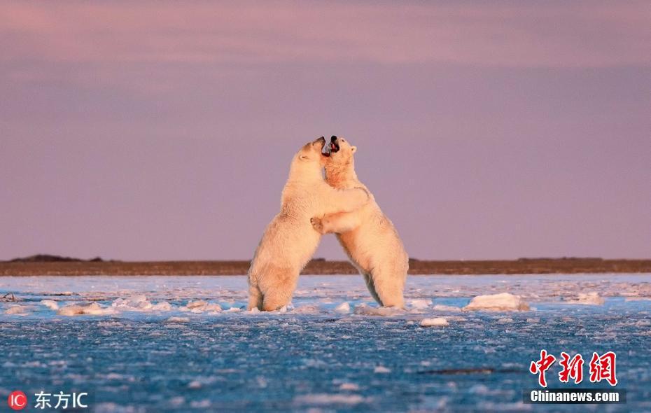 动物们的小浪漫！摄影师拍北极熊冰面跳“双人舞”
