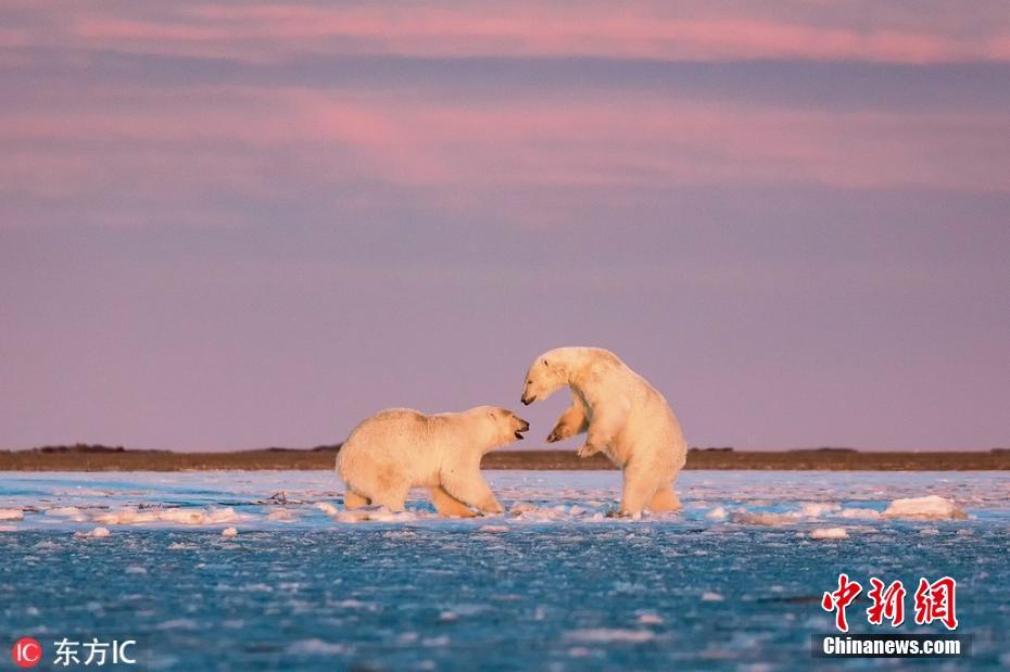 动物们的小浪漫！摄影师拍北极熊冰面跳“双人舞”