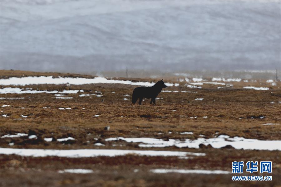 三江源国家公园首次拍摄到黑狼活动影像