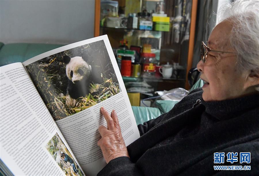 “熊猫小姐”和世界级萌宠的故事