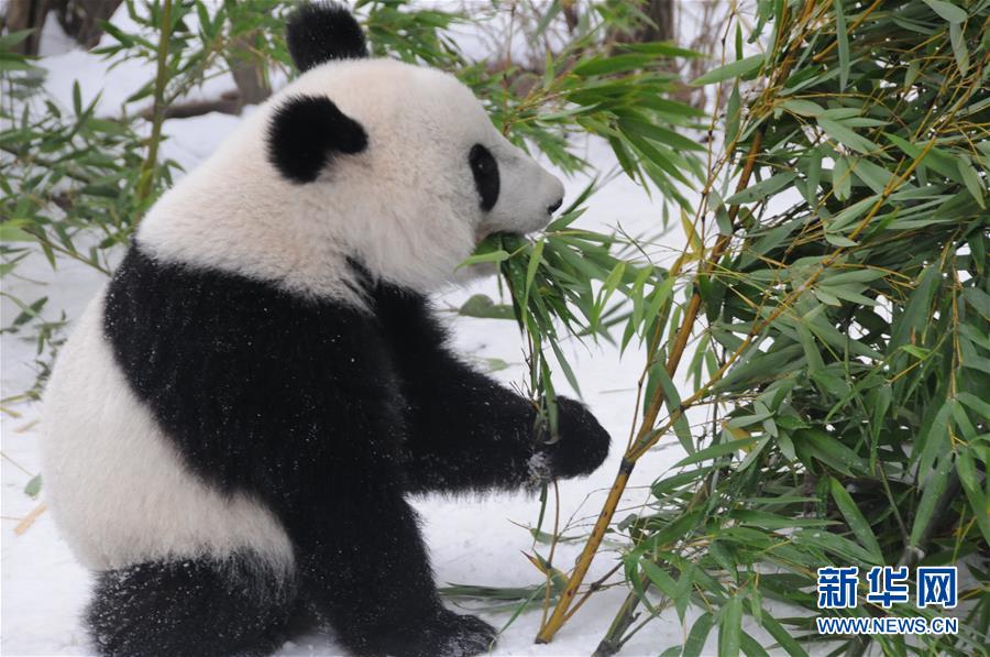 奥地利出生的大熊猫龙凤胎即将返回中国
