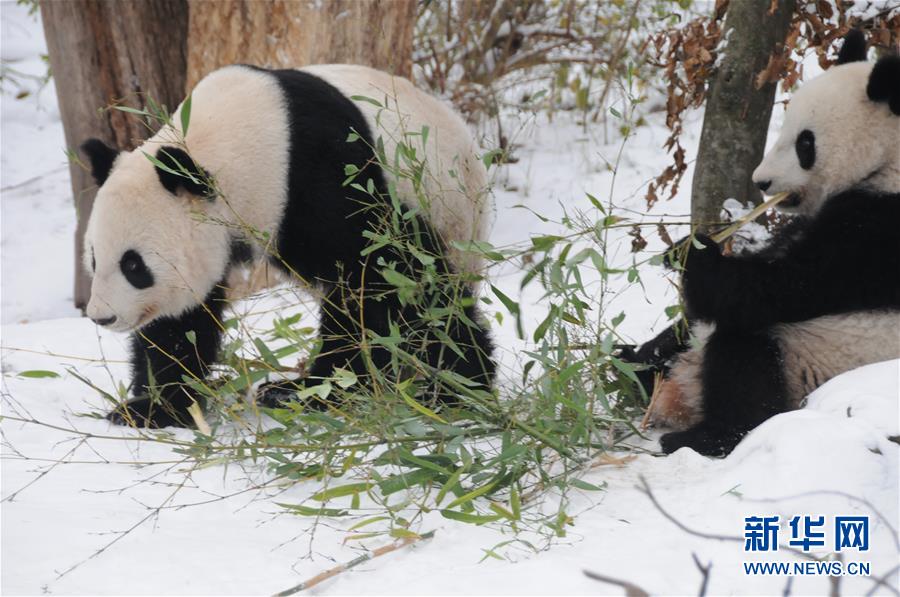 奥地利出生的大熊猫龙凤胎即将返回中国