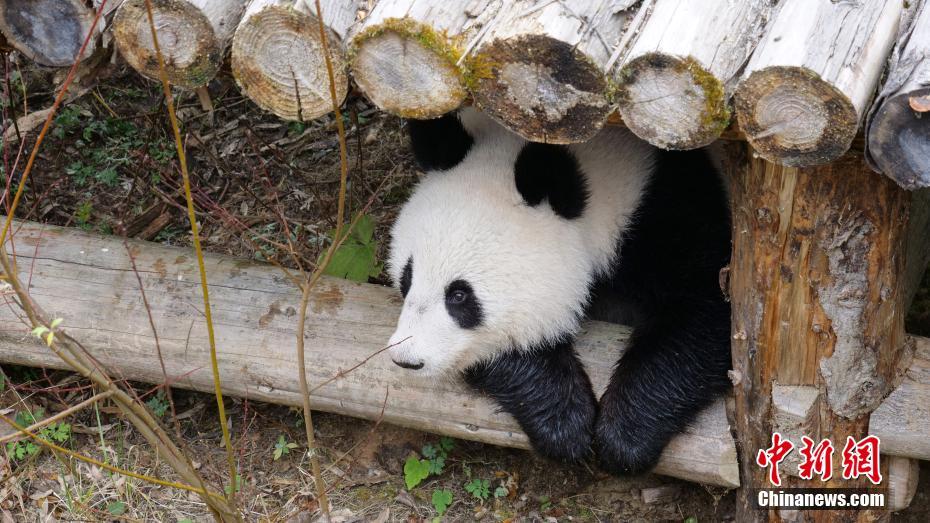 首对“海归”大熊猫双胞胎回到中国大熊猫保护研究中心