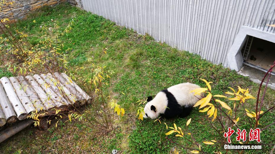 首对“海归”大熊猫双胞胎回到中国大熊猫保护研究中心